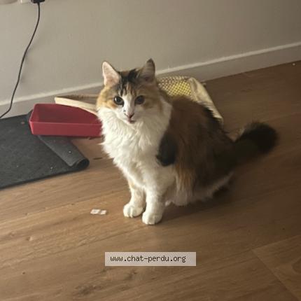 Photo 1/1 Chat retrouvé Perdu à Stains