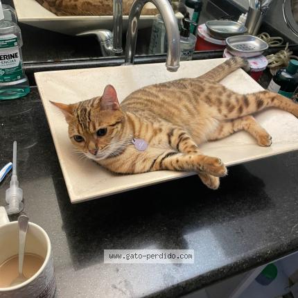 Photo 1/1 Ana Catarina Chat perdu à Ciudad de mexico