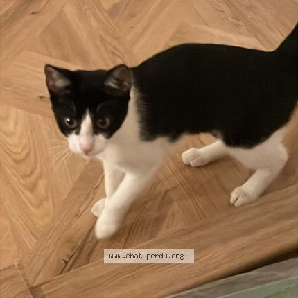 Photo 1/1 Chat retrouvé Trouvé à Toulon