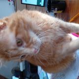 Photo de chat perdu à Calais