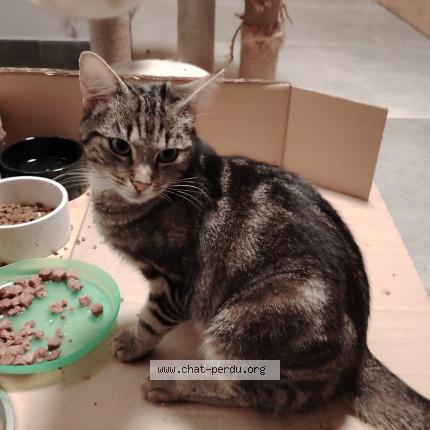 Photo 1/1 Portos Chat perdu à Pietrain