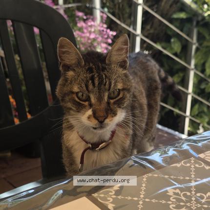 Photo 1/1 Chat retrouvé Perdu à Montigny les metz