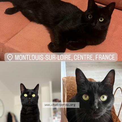 Photo 1/1 Chat retrouvé Perdu à Montlouis Sur Loire