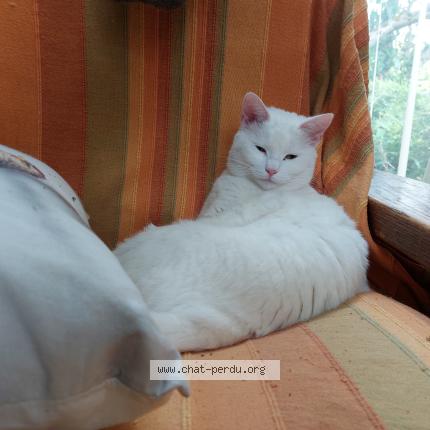 Photo 1/1 Lune Chat perdu à Olivet