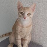 Photo de chat perdu à Sete