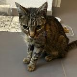 Photo de chat trouvé à Montigny Les Cormeilles