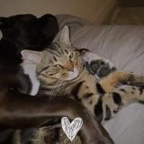 Photo de chat perdu à Sois Y Sous Montmorency