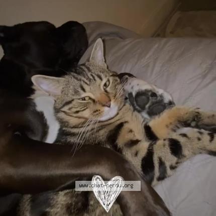 Photo 1/1 Chat retrouvé Perdu à Sois y sous montmorency