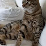 Photo de chat perdu à Morangis