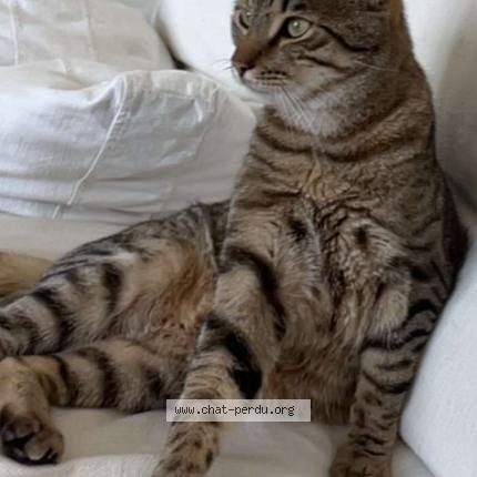 Photo 1/1 Chat retrouvé Perdu à Morangis