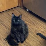 Photo de chat perdu à New Braunfels