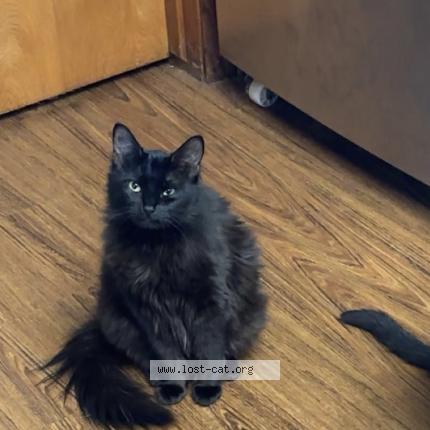 Photo 1/1 Boo Chat perdu à New braunfels