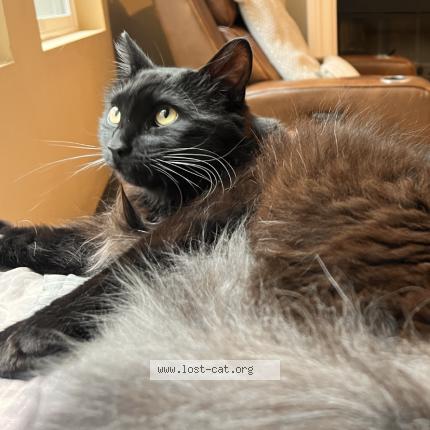 Photo 1/1 Mercury Chat perdu à Oxnard