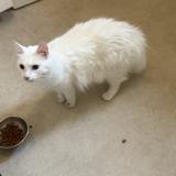 Photo de chat trouvé à Paris