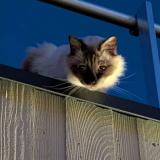 Photo de chat perdu à Noisiel