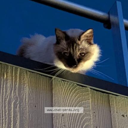 Photo 1/1 Chat retrouvé Perdu à Noisiel