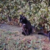 Photo de chat perdu à Demouville