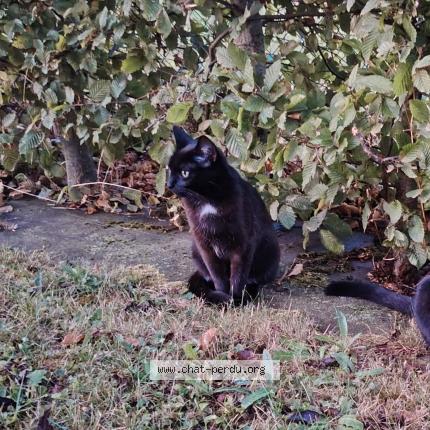Photo de chat perdu à Demouville