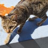 Photo de chat perdu à Lorient