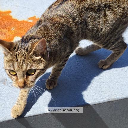 Photo 1/1 Chat retrouvé Perdu à Lorient