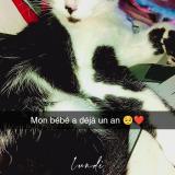 Photo de chat perdu à Muirancourt