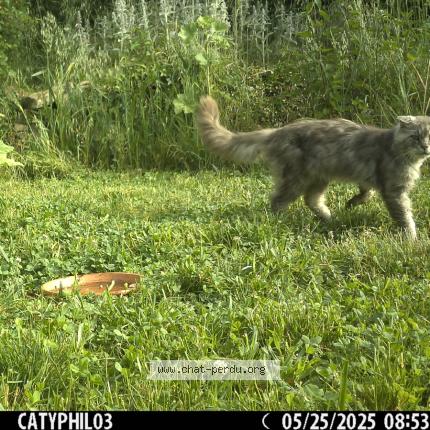 Photo 1/1 Chat retrouvé Trouvé à Varaignes