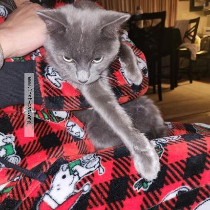 Photo 1/1 Chat trouvé Trouvé à Lancaster