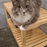 Photo de chat perdu à Murat Le Quaire