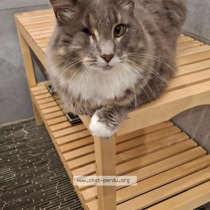 Photo 1/1 Chat retrouvé Perdu à Murat le quaire