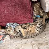 Photo de chat perdu à Chilly Mazarin