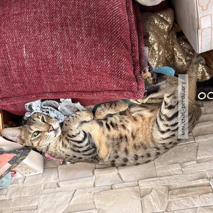 Photo 1/1 Chat retrouvé Perdu à Chilly mazarin