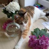 Photo de chat perdu à Reichshoffen