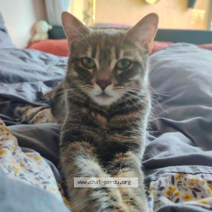 Photo 1/1 Myrtille Chat perdu à Palavas les flots