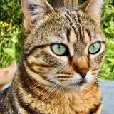 Photo de chat perdu à Nizas