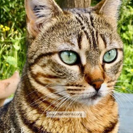 Photo 1/2 Chat retrouvé Perdu à Nizas