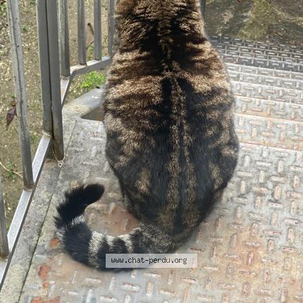 Photo 2/2 Chat retrouvé Perdu à Nizas