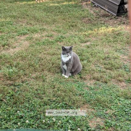 Photo 1/1 Izzy Chat perdu à St louisville