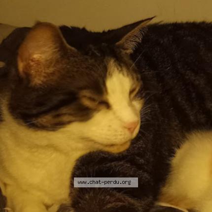 Photo 1/1 tilou Chat perdu à Delson