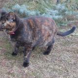 Photo de chat perdu à Sathonay Village