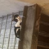 Photo de chat trouvé à Rozay En Brie