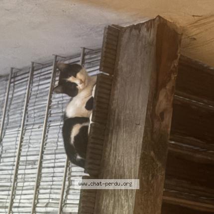 Photo 1/1 Chat retrouvé Trouvé à Rozay en brie