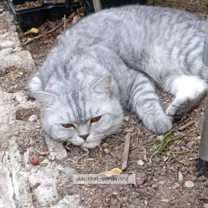Photo de chat perdu à Marseille