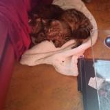 Photo de chat perdu à Virson