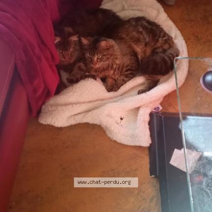 Photo 1/1 Chat retrouvé Perdu à Virson