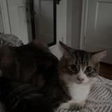 Photo de chat perdu à Albany