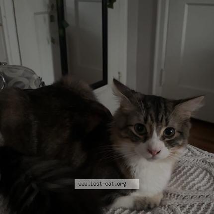 Photo 1/1 Moca Chat perdu à Albany