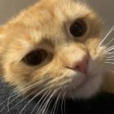 Photo de chat perdu à Auckland