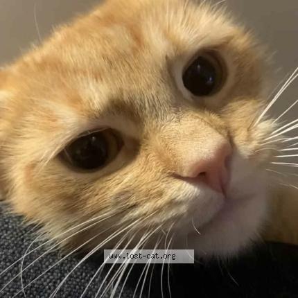 Photo 1/1 Whiskey Chat perdu à Auckland