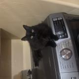 Photo de chat perdu à Granite Bay