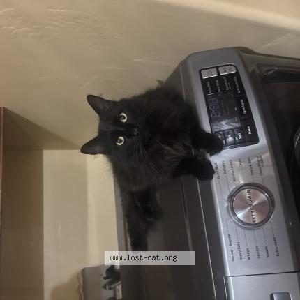 Photo 1/1 Freida Chat perdu à Granite bay